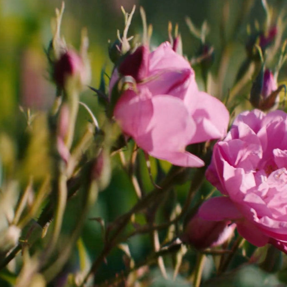 Otkrijte Tajne Organskog Uzgoja Ruža U Domaine De La Rose | Lancôme